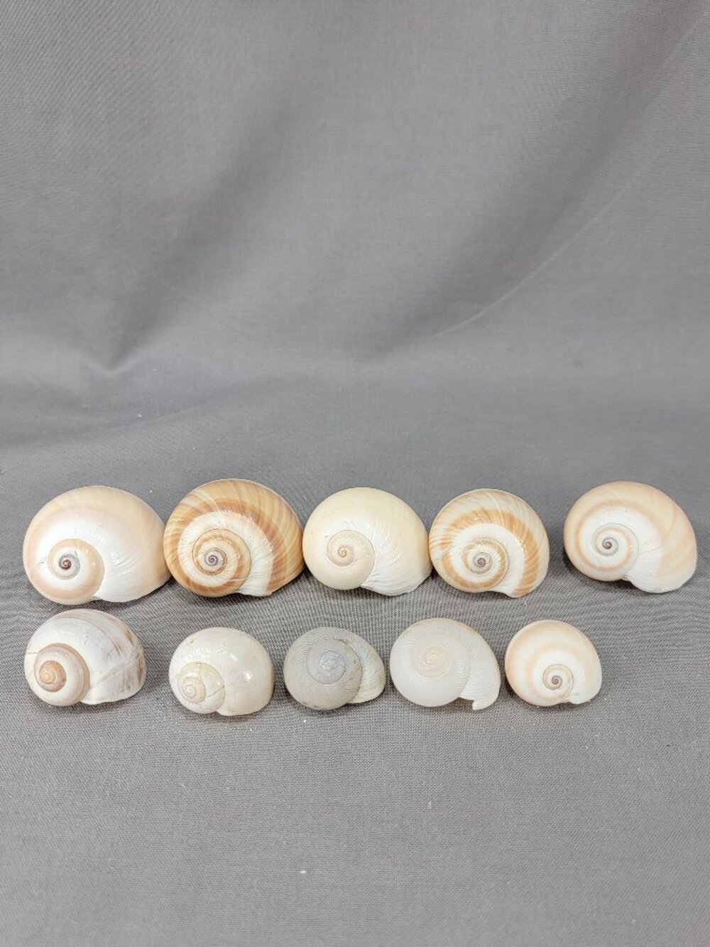Shark Eye Moon Snail Seashell Shell Mixed Lot 10 Beach Ocean Crafts Nautical